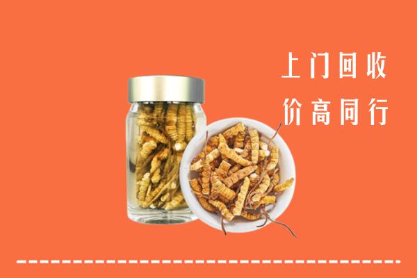 鄂尔多斯鄂托克旗回收冬虫夏草